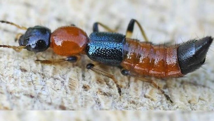 Kiến ba khoang – cách nhận biết và cách phòng tránh hiệu quả