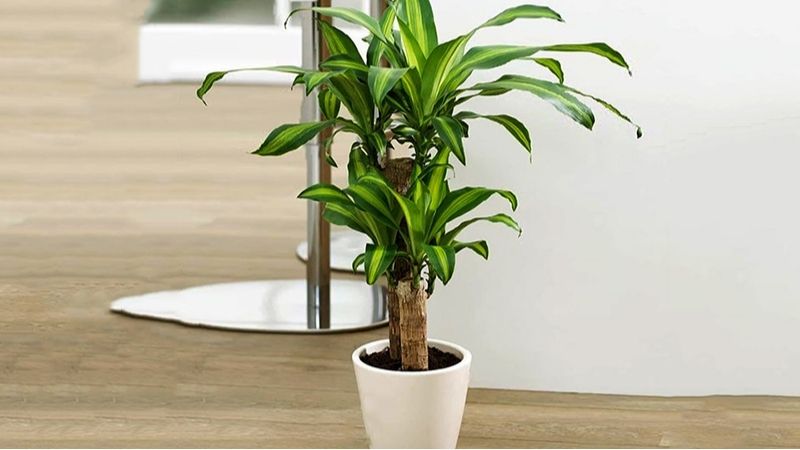 Ánh sáng tự nhiên qua cửa kính là yếu tố sống còn đối với cây phong thủy.