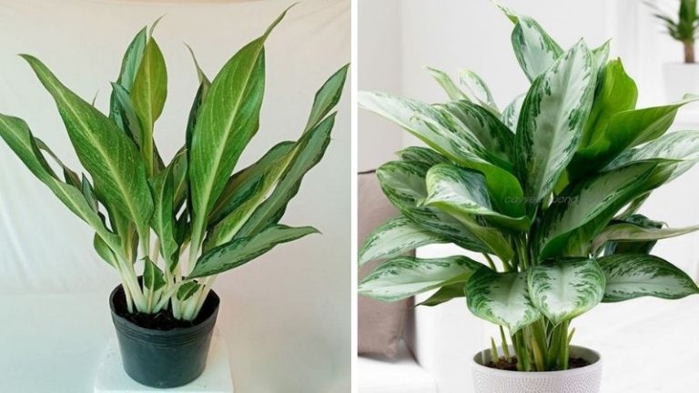 Cây Giữ Tiền: Ý Nghĩa Phong Thủy Và Cách Chăm Sóc Thu Hút Tài Lộc