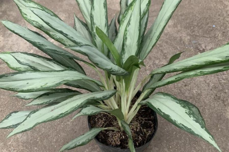 Đặt cây giữ tiền trên bàn làm việc giúp thúc đẩy sự nghiệp và tài vận.