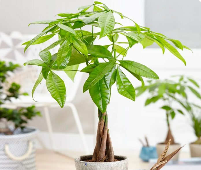 Cây Phong Thủy: Top 9 Loại Cây Thu Hút Tài Lộc Và May Mắn 2025