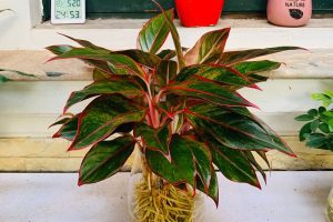 Cây Trồng Trong Nhà: Xu Hướng Và Cách Bố Trí Không Gian Sống Xanh